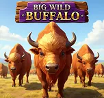BIG WILD BUFFALO